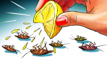 الخلطة الفعالة للتخلص من النمل والصراصير