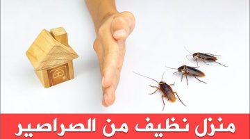 القضاء على البق