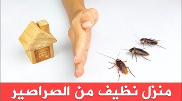 القضاء على الصراصير والنمل