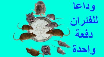 التخلص من الفئران والابراص والزواحف