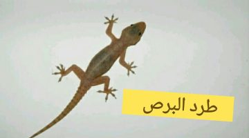 أفضل طريقة للتخلص من الأبراص