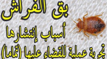 التخلص من البق وبويضاتة نهائيا وللابد