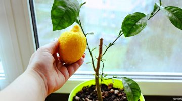 اتحداكي تشتريه بعد كده... زرع الليمون بكميات كبيرة من البذور في المنزل بطريقة سهله