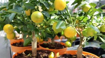 زرع الليمون في البيت بالبذور