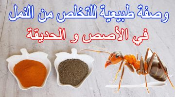 طريقة التخلص من النمل