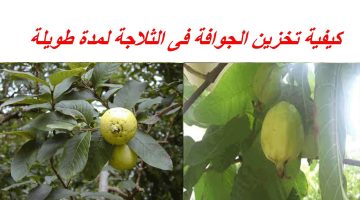 طريقة تخزين الجوافة في الثلاجة