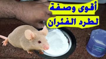 طريقة طرد الفئران من المنزل