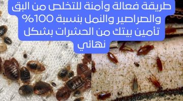 طريقة فعالة وآمنة للتخلص من البق والصراصير والنمل بنسبة 100% تأمين بيتك من الحشرات بشكل نهائي