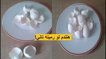 استخدامات قشور البيض الجبارة