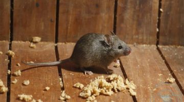 كيف اتخلص من الفئران بشكل نهائي؟