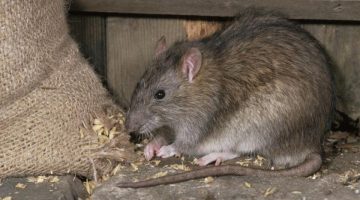 كيف يمكن طرد الفأر من المنزل