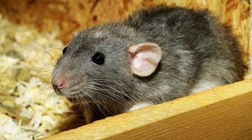 ما هي الرائحة التي لا يحبها الفئران؟