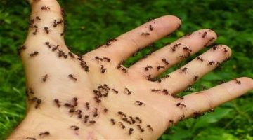 ما هي الرائحة التي يكرهها النمل؟