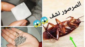 التخلص من الصراصير والناموس والنمل نهائيا