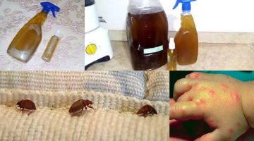 وصفة القضاء على البق والنمل