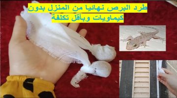 وصفة رهيبة للتخلص من الإبراص