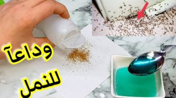 وصفة سحرية لطرد النمل