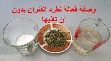 الطرق الجبارة لطرد الفئران