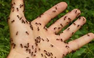 وصفات للتخلص من النمل