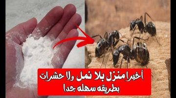 الحل النهائى المضمون للتخلص من النمل والصراصير