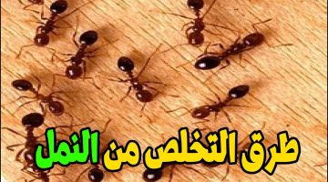 طريقة النخلص من النمل