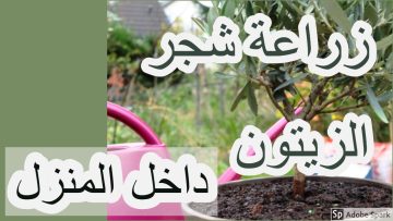 طريقة زراعة الزيتون من البذور في البيت من البداية حتى الحصاد بطريقة صحيحة وسهلة