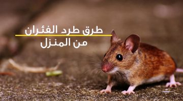 طرد الفئران من المكان