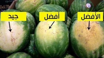 طريقة معرفة البطيخ