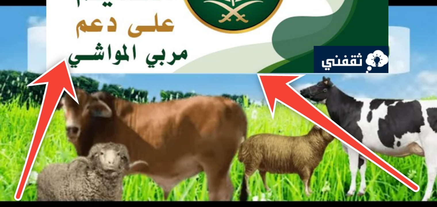 شروط الحصول على دعم المواشي وكيفية التسجيل للرجال والنساء 1445