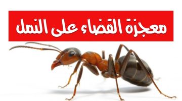 التخلص من النمل بطرق طبيعية