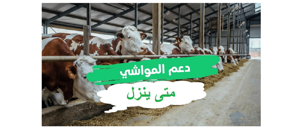 دعم المواشي وشروطه