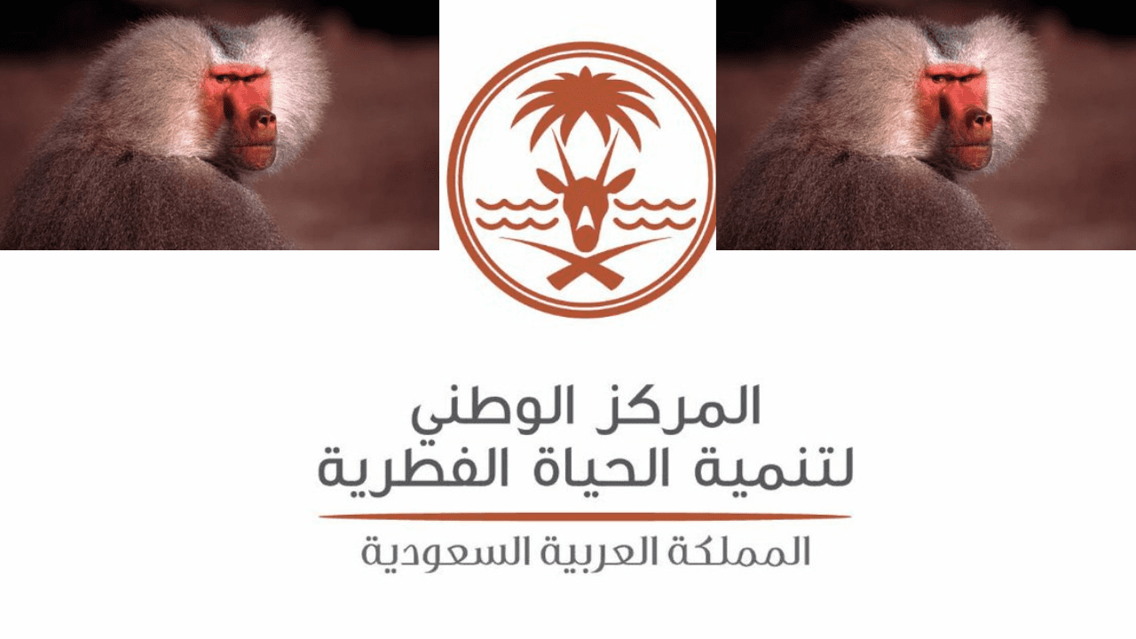 مقطع قرد البابون في الرياض