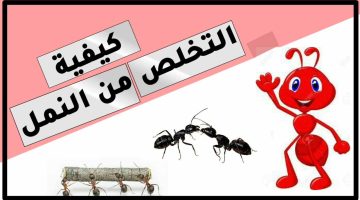 كيفية التخلص من النمل بطريقة طبيعية