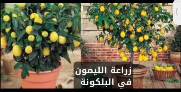 مش هتشتري ليمون تاني.. طريقة زراعة الليمون من ثمرة ليمون في الثلاجة بأقل التكاليف