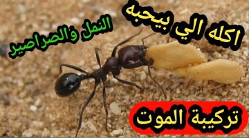 التخلص من الصراصير