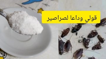 القضاء على الصراصير بدون مبيدات كيماوية