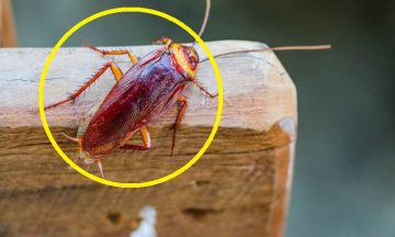 وصفات منزلية للتخلص من الصراصير نهائياً
