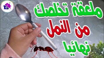 التخلص من النمل