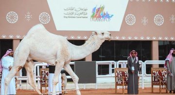 انطلاق مهرجان الملك عبدالعزيز للإبل والجوائز المعدة للاحتفال