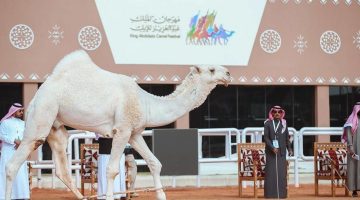 انطلاق مهرجان الملك عبدالعزيز للإبل والجوائز المعدة للاحتفال