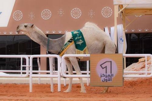انطلاق مهرجان الملك عبدالعزيز للإبل