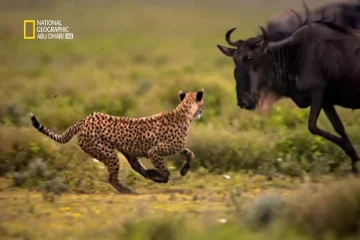 تردد قناة ناشيونال جيوغرافيك علي نايل سات وعرب سات لمشاهدة أحدث البرامج الوثائقية