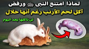 لماذا لم يأكل النبي محمد لحم الأرنب وكذلك لحم الضب