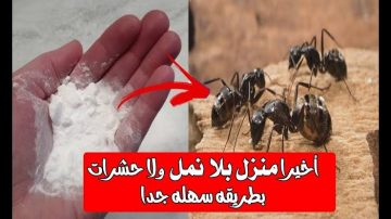 إزاي نتخلص من النمل والصراصير بوصفات منزلية قوية وفعالة؟