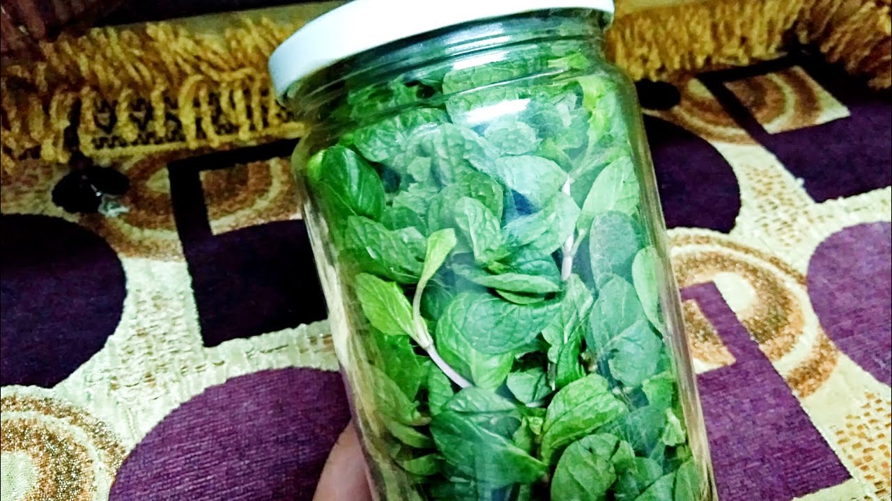 طرق حفظ النعناع