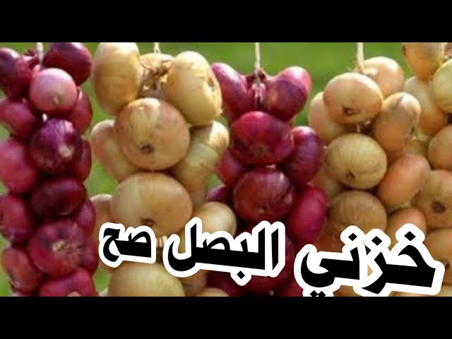 كيفية تخزين البصل لمدة سنة بدون الثلاجة