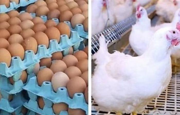 أسعار الدواجن والبيض في الأسواق اليوم