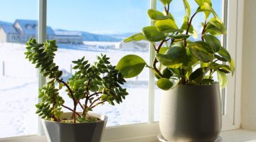 العناية بالنباتات المنزلية في الشتاء